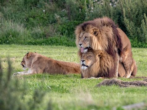 animals mating gay|Queer animals: What the research shows .